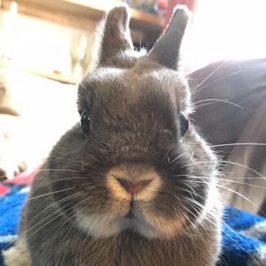 Meet your Posher, Autumn